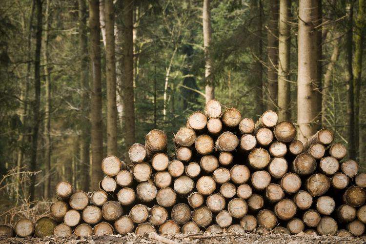 Google ordered to suspend site work at two data centers in Finland following tree clearing controversy